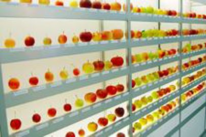 Les variétés fruitières constituent une ressource pour l'artisan qui veut se démarquer (Photo : latoque.fr). Variété de pommes (Photo : latoque.fr).