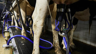 Le prix du lait en France reste à la traîne en comparaison à ses voisins européens. Le prix du lait en France reste à la traîne en comparaison à ses voisins européens.