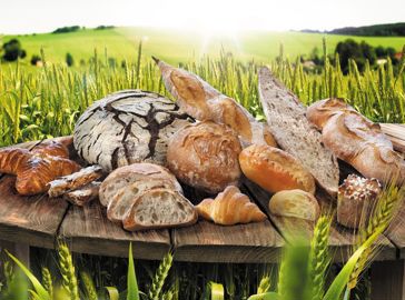       Les améliorants font une percée 
      en production biologique. 
LESAFFRE