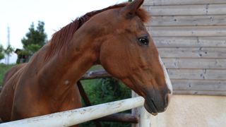 Les activistes de la Fondation Brigitte Bardot militent pour l'interdiction de la consommation de viande chevaline. Les activistes de la Fondation Brigitte Bardot militent pour l'interdiction de la consommation de viande chevaline.
