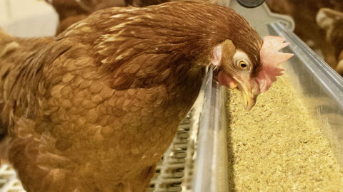 La consommation de céréales en alimentation animale montre un ralentissement en 2022, particulièrement marqué dans le secteur avicole. La consommation de céréales en alimentation animale montre un ralentissement en 2022, particulièrement marqué dans le secteur avicole.