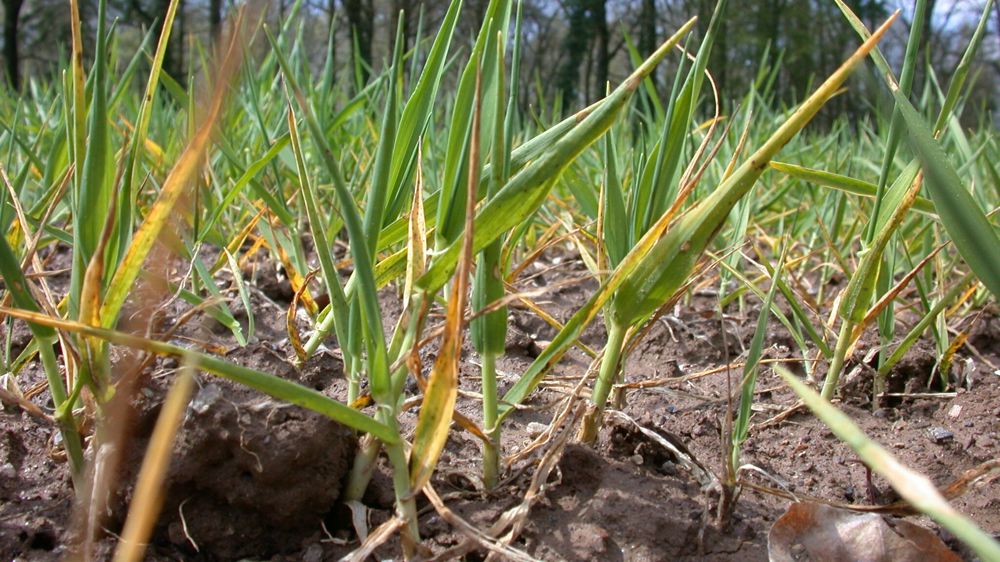 Sur blé, les conséquences d'une carence (ici pointe des plus vieilles feuilles qui rougit, puis se nécrose) sont faibles. Celle-ci sera facilement levée avec un apport de phosphore.
