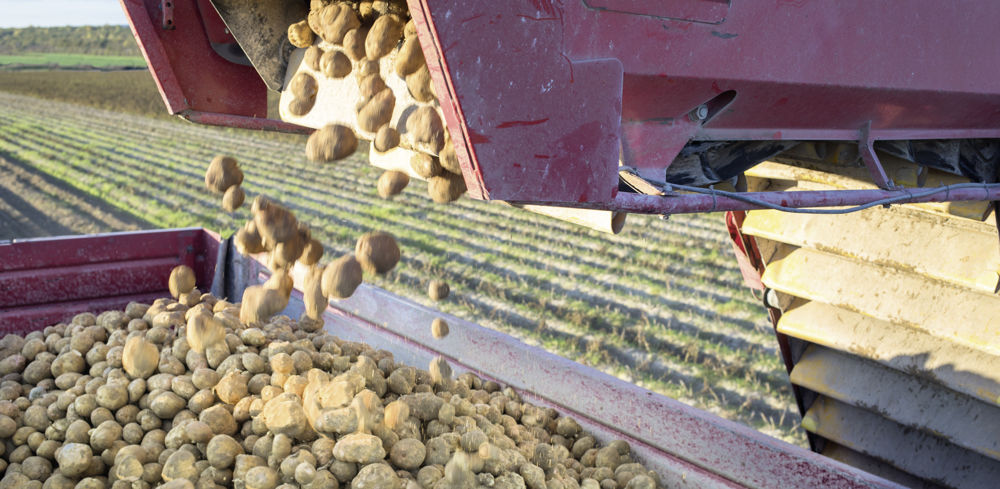 Avec la sécheresse, les rendements de pommes de terre en 2022 devraient être sous les 40 t/ha. Avec la sécheresse, les rendements de pommes de terre en 2022 devraient être sous les 40 t/ha.