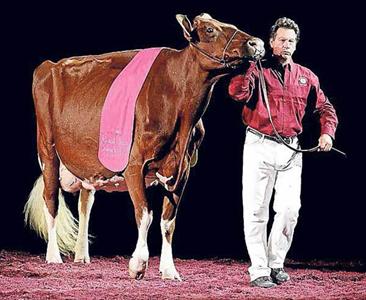KHW Regiment Apple-Red-ET EX95, led by Mike Deaver of the Apple Syndicate, Edgerton, Wisconsin, US, winning the 2011 World Dairy Expo.