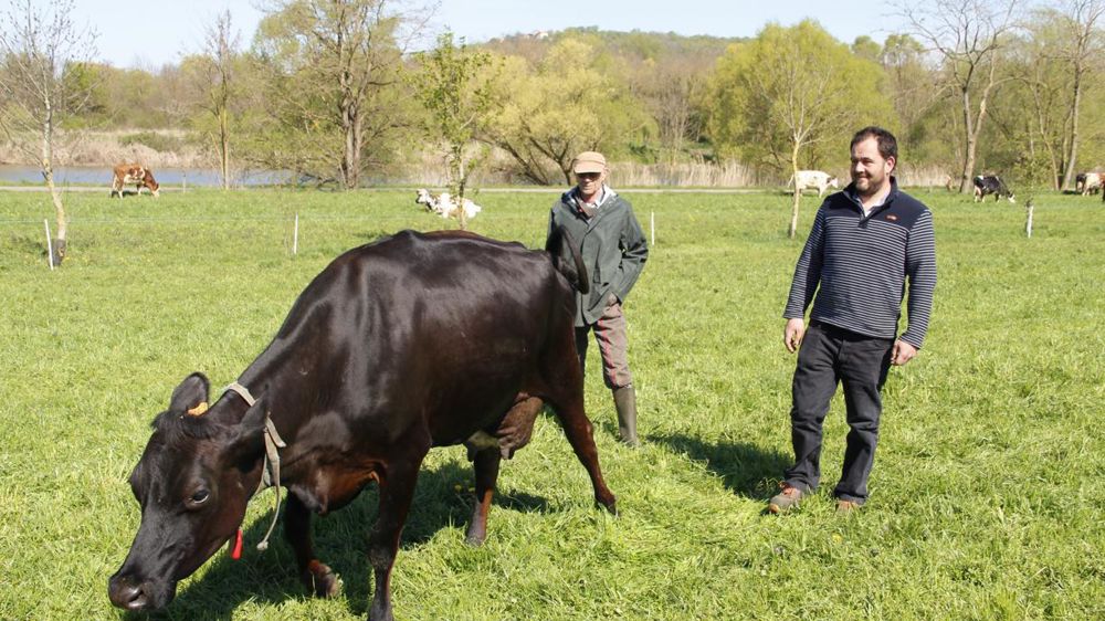 Croisement 5 voies. Jérôme Joubert (à droite), directeur de la ferme de Pixérécourt et Bernard Antoine, vacher, devant une vache croisée du troupeau. d.gremy