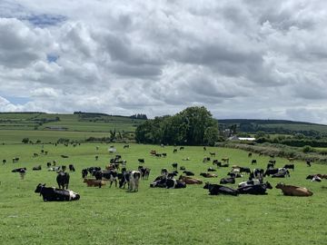 
						Pâturage. 80% de la SAU irlandaise est occupée par des prairies. Le pays compte 17 500 élevages laitiers et dépend des importations pour les engrais et les concentrés.
							© p.le cann