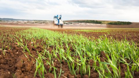 Intercultures. Le glyphosate  détruit les repousses de la culture précédente et facilite la gestion des mauvaises herbes.Claudius Thiriet