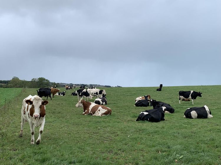 
					Contraintes. Les règles vont se durcir pour les éleveurs laitiers
						© plc