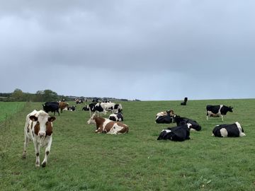 
					Contraintes. Les règles vont se durcir pour les éleveurs laitiers
						© plc