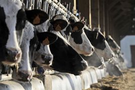 Immunité. Une alimentation inadaptée (acidose, cétose subclinique, carence minérale, en oligo-éléments ou vitamines…) peut fragiliser l’immunité.
© Jérôme Chabanne
Immunité. Une alimentation inadaptée (acidose, cétose subclinique, carence minérale, en oligo-éléments ou vitamines…) peut fragiliser l’immunité.
© Jérôme Chabanne