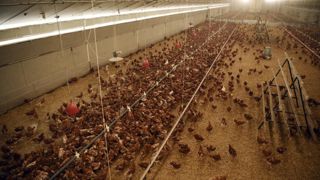 Un vide sanitaire dans les élevages est mis en place dans trois départements du Sud-Ouest pour faire barrage à la grippe aviaire. Un vide sanitaire dans les élevages est mis en place dans trois départements du Sud-Ouest pour faire barrage à la grippe aviaire.