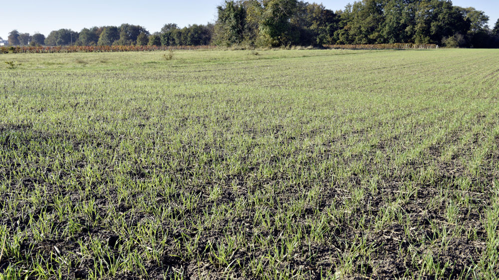 Les surfaces de céréales d'hiver augmentent,  Par rapport
à la moyenne quinquennale, seuls les semis de blé dur diminueraien.