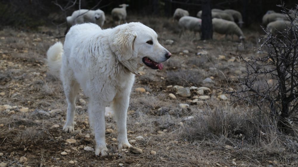 En aboyant, les chiens de protection jouent leur rôle, pourtant c'est une des raisons pour laquelle les éleveurs sont convoqués au tribunal.