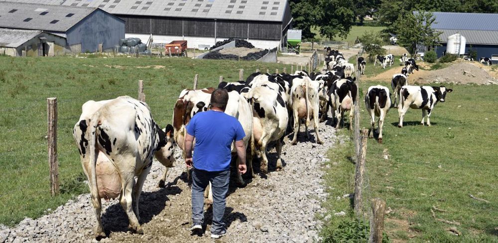 En 2022, les revenus des éleveurs laitiers français sont revalorisés mais leur niveau sera de nouveau décalé par rapport à ceux de leurs voisins d’Europe du Nord en raison de prix du lait une fois de plus bien inférieurs. En 2022, les revenus des éleveurs laitiers français sont revalorisés mais leur niveau sera de nouveau décalé par rapport à ceux de leurs voisins d’Europe du Nord en raison de prix du lait une fois de plus bien inférieurs.