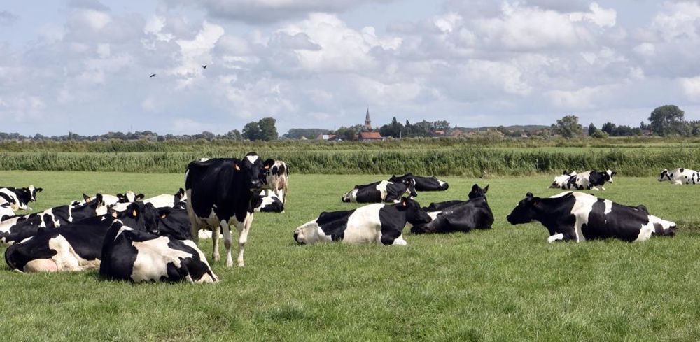 Les vaches laitières affectées par l'anomalie génétique Blird sont en retard de croissance.