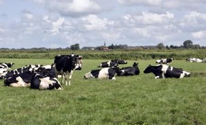 Les vaches laitières affectées par l'anomalie génétique Blird sont en retard de croissance. Les vaches laitières affectées par l'anomalie génétique Blird sont en retard de croissance.