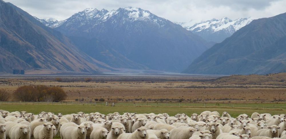 Les éleveurs néo-zélandais ne décolèrent pas malgré les changements apportés au projet de taxation des émissions de gaz à effet de serre du bétail.
