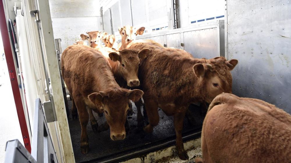 En octobre 2022, 91 814 broutards français ont été exportés, soit une baisse de 4,7 % par rapport à octobre 2021.