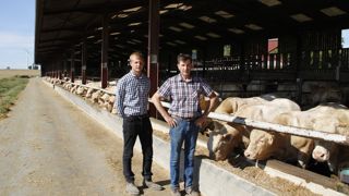 Hubert Boutin et son fils, Victor, ont choisi d'abaisser la densité par case, passant ainsi d'un total de 400 taurillons engraissés à 360 par an, pour maîtriser la maladie de Mortellaro dans leur élevage. Hubert Boutin et son fils, Victor, ont choisi d'abaisser la densité par case, passant ainsi d'un total de 400 taurillons engraissés à 360 par an, pour maîtriser la maladie de Mortellaro dans leur élevage.