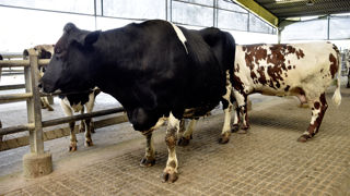 D'après Agreste, les abattages de vaches laitières se replient de 6,9 % en têtes en novembre 2022, par rapport à novembre 2021. D'après Agreste, les abattages de vaches laitières se replient de 6,9 % en têtes en novembre 2022, par rapport à novembre 2021.