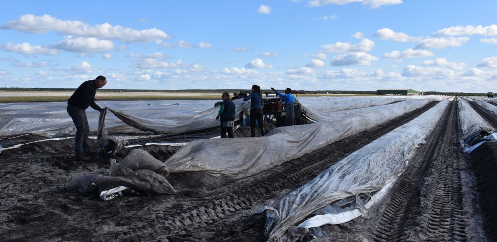 L'exonération de cotisations patronales pour l'emploi de travailleurs saisonniers (TO6DE) est maintenue pour trois supplémentaires.