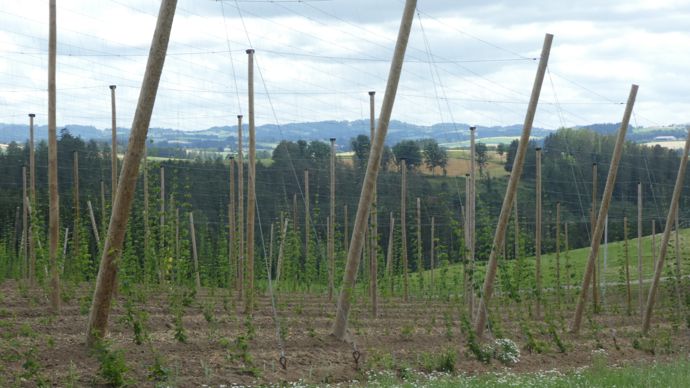 L’idéal est de planter 5 à 8 ha de houblon pour être un minimum rentable. Ce qui représente un investissement de plus de 1 million d’euros pour commencer.