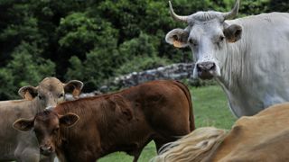 La Corse sera la seule région ou le bolus électronique sera obligatoire chez les bovins pour prétendre aux aides animales de la Pac et aux ICHN. La Corse sera la seule région ou le bolus électronique sera obligatoire chez les bovins pour prétendre aux aides animales de la Pac et aux ICHN.