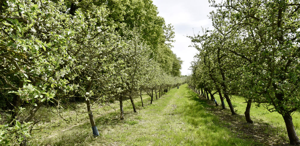 La réunion avec le ministre de l'Agriculture sur les enjeux de la filière cidricole est considérée comme constructive par Thomas Pelletier, le président d’Unicid.