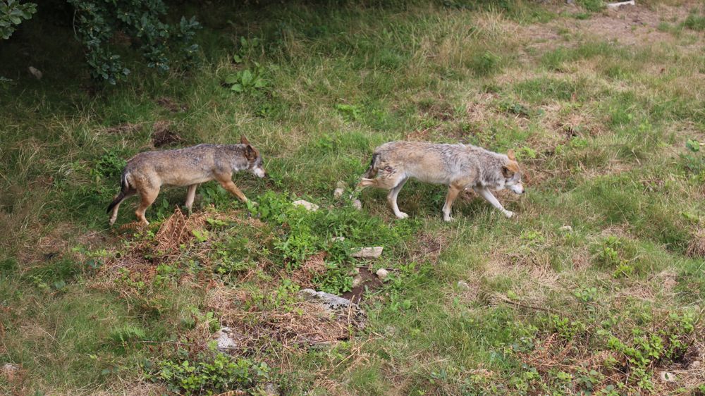 Férus, One Voice et Pôle grands prédateurs ont déposé deux recours contre les arrêtés de tirs de loups dans le Doubs.
