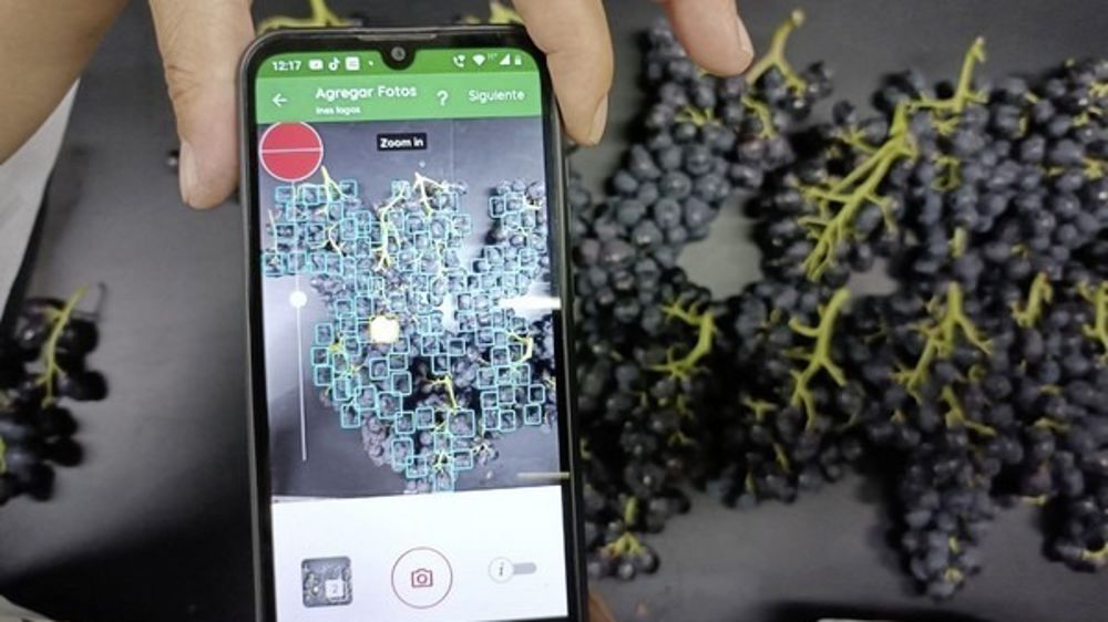 La solution Clarifruit fonctionne à partir d'une photo prise par un smartphone.