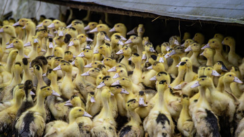 Avant même d'élaborer une stratégie vaccinale, Anvol demande à l'Etat français d'obtenir tous les certificats d'exportation pour toutes les espèces de volailles et vers toutes les destinations. Avant même d'élaborer une stratégie vaccinale, Anvol demande à l'Etat français d'obtenir tous les certificats d'exportation pour toutes les espèces de volailles et vers toutes les destinations.