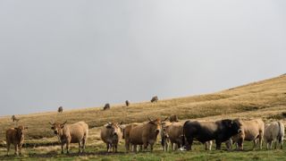 Les abattages de vaches allaitantes ont reculé de 1,8 % sur les onze premiers mois de l'année 2022. Les abattages de vaches allaitantes ont reculé de 1,8 % sur les onze premiers mois de l'année 2022.