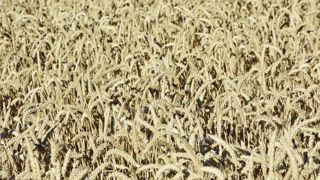 La production mondiale de blé tendre est annoncée comme record en 2022, une tendance à laquelle la France échappe. La production mondiale de blé tendre est annoncée comme record en 2022, une tendance à laquelle la France échappe.