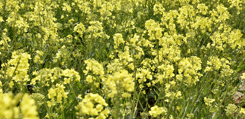 Avec des surfaces en hausse et un bon rendement, la production de colza en 2022 est largement supérieure à la moyenne des cinq dernières années.