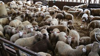 Au total, les abattages d'ovins ont baissé de 1,1 % sur un an. Au total, les abattages d'ovins ont baissé de 1,1 % sur un an.