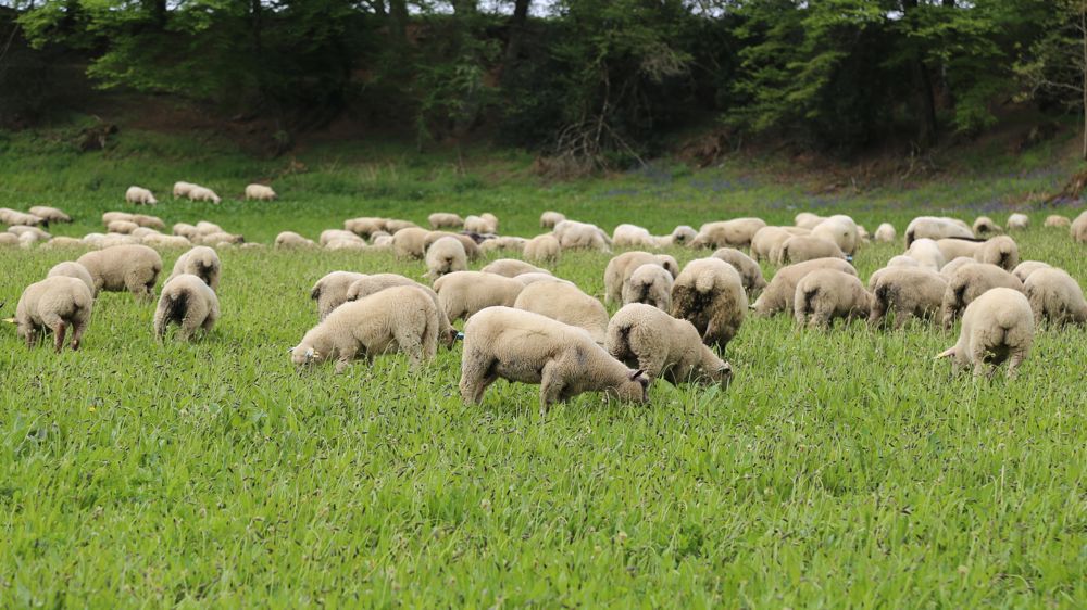 Les abattages d'ovins ont globalement reculé sur les dix premiers mois de 2022.