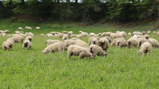 Les abattages d'ovins ont globalement reculé sur les dix premiers mois de 2022. Les abattages d'ovins ont globalement reculé sur les dix premiers mois de 2022.