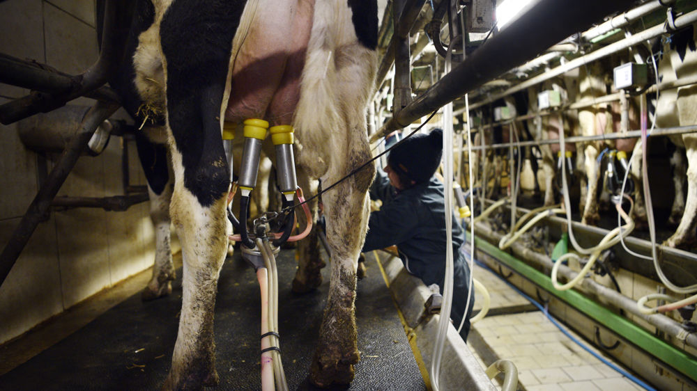 La Commission européenne prévoit un recul de 10 % du cheptel laitier sur le Vieux continent entre 2022 et 2032.