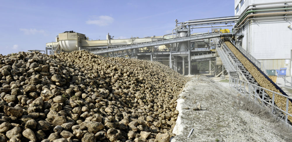 Dans ses projections, la Commission européenne estime que la production européenne de betteraves sucrières reculera d'ici à 2032.