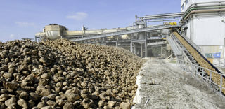 Dans ses projections, la Commission européenne estime que la production européenne de betteraves sucrières reculera d'ici à 2032. Dans ses projections, la Commission européenne estime que la production européenne de betteraves sucrières reculera d'ici à 2032.