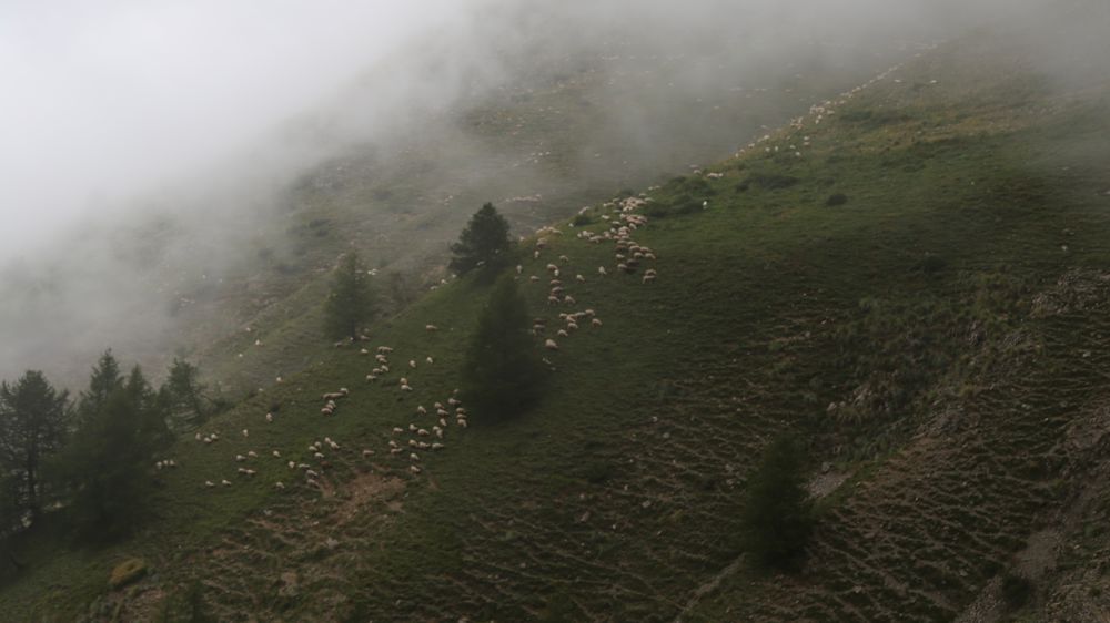 Les élevages les plus prédatés pourront être classés en cercle 0. Cela leur offre des avantages, notamment pour le financement des bergers.