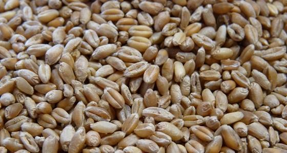 Stéphane Le Foll veut favoriser la culture de variétés anciennes. 