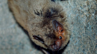 Le CTIFL a retrouvé des marqueurs ADN des ravageurs des cultures dans les crottes des chauves-souris. Le CTIFL a retrouvé des marqueurs ADN des ravageurs des cultures dans les crottes des chauves-souris.