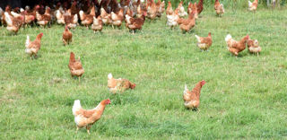 Le cheptel de poules pondeuses en plein air a diminué de 6 % sur l'année écoulée, selon l'Association des producteurs d'oeufs de plein air britanniques. Le cheptel de poules pondeuses en plein air a diminué de 6 % sur l'année écoulée, selon l'Association des producteurs d'oeufs de plein air britanniques.
