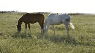 Des chevaux réformés d'une ferme-laboratoire de Sanofi-Pasteur ont terminé en boucherie alors qu'ils étaient exclus de la chaîne alimentaire. (photo d'illustration). Des chevaux réformés d'une ferme-laboratoire de Sanofi-Pasteur ont terminé en boucherie alors qu'ils étaient exclus de la chaîne alimentaire. (photo d'illustration).
