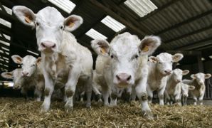 "Il s'agit d'abord de reconnaître les pratiques déjà réalisées chez les naisseurs et de les faire valoir auprès des engraisseurs", rapporte Johan Lavive, de MSD Santé Animale. "Il s'agit d'abord de reconnaître les pratiques déjà réalisées chez les naisseurs et de les faire valoir auprès des engraisseurs", rapporte Johan Lavive, de MSD Santé Animale.
