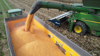 L'USDA prévoit une récolte mondiale de maïs à 878 millions de tonnes, hors Chine, soit 10 % de moins qu'en décembre. L'USDA prévoit une récolte mondiale de maïs à 878 millions de tonnes, hors Chine, soit 10 % de moins qu'en décembre.