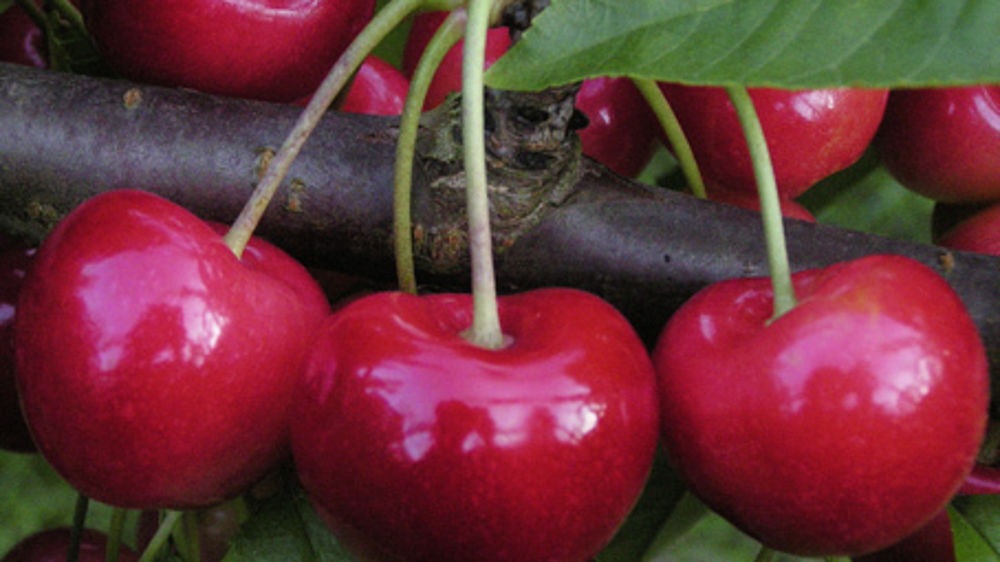 Faisant suite à l'interdiction d'un pesticide jugé dangereux contre la mouche asiatique, la filière des cerises françaises craint une diminution des rendements.