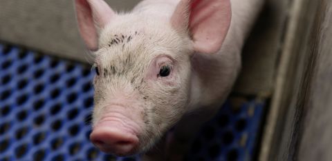 La FNP demande à ce que les éleveurs de porcs soient éligibles au plafonnement tarifaire de l'électricité à 280 €/MWh. La FNP demande à ce que les éleveurs de porcs soient éligibles au plafonnement tarifaire de l'électricité à 280 €/MWh.