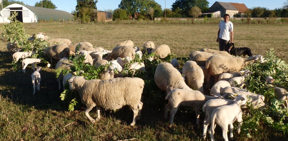 François Pailler prend une heure par jour pour couper toutes les pousses de 2 ans d un arbre têtard, avec une scie à dents japonaises, et pour les apporter directement dans la prairie. Cela nourrit 24 brebis et 45 agneaux.
